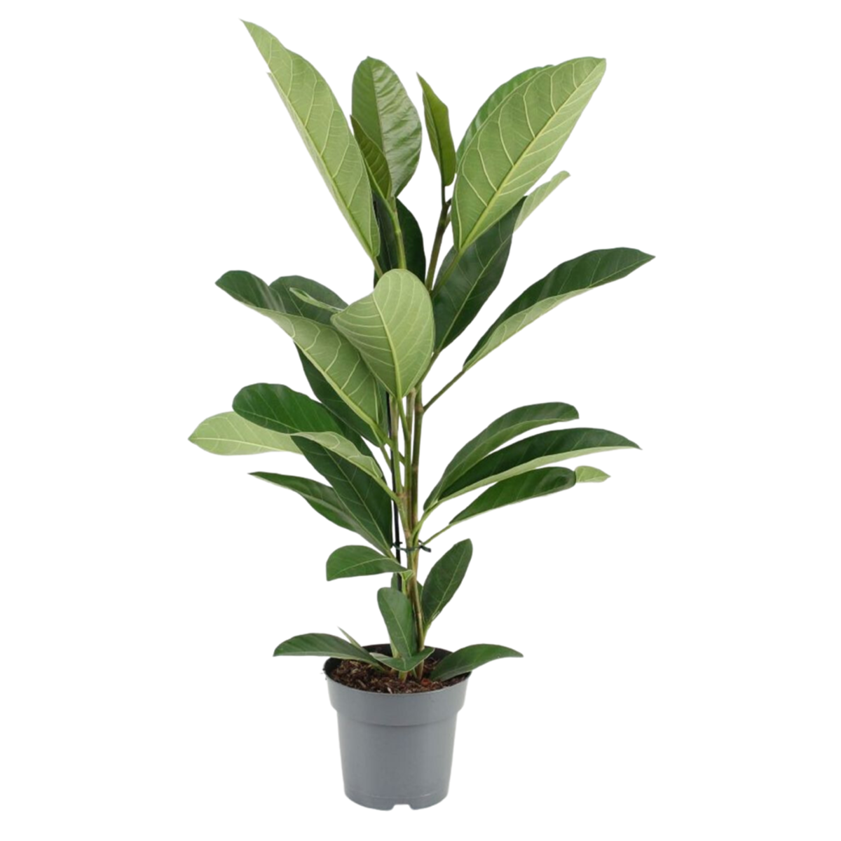 Bengalische Feige 'Roy' (Ficus benghalensis 'Roy') - Grün - immergrün | Bild 1