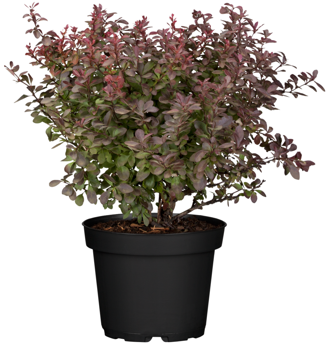 Berberitze 'Atropurpurea Nana' (Berberis thunbergii 'Atropurpurea Nana') - Rot - sommergrün - winterhart | Bild 2
