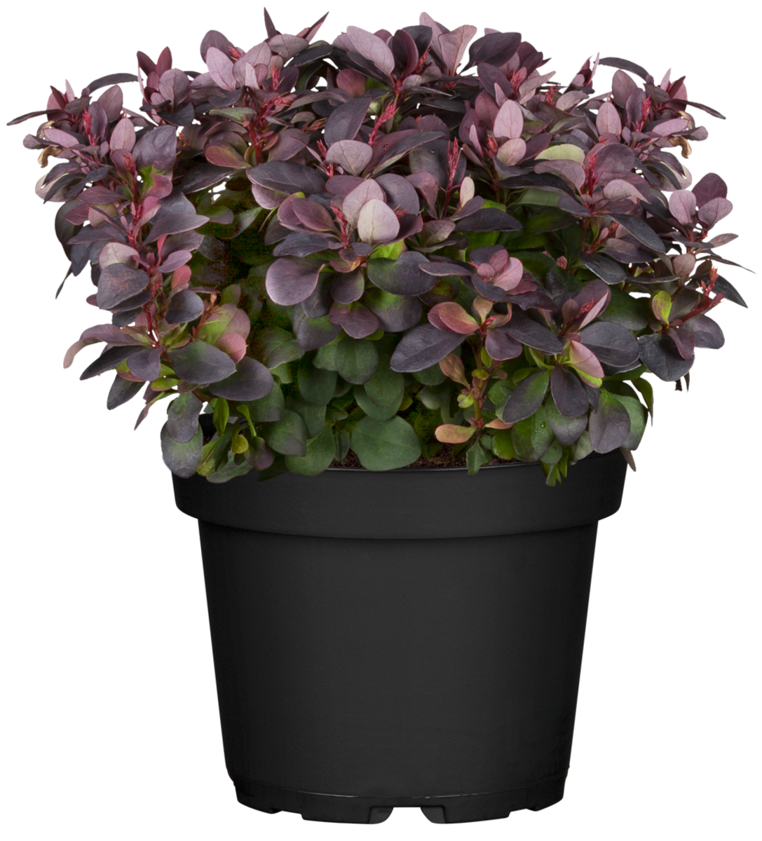Berberitze 'Concorde' (Berberis thunbergii 'Concorde') - Gelb - sommergrün - winterhart | Bild 2