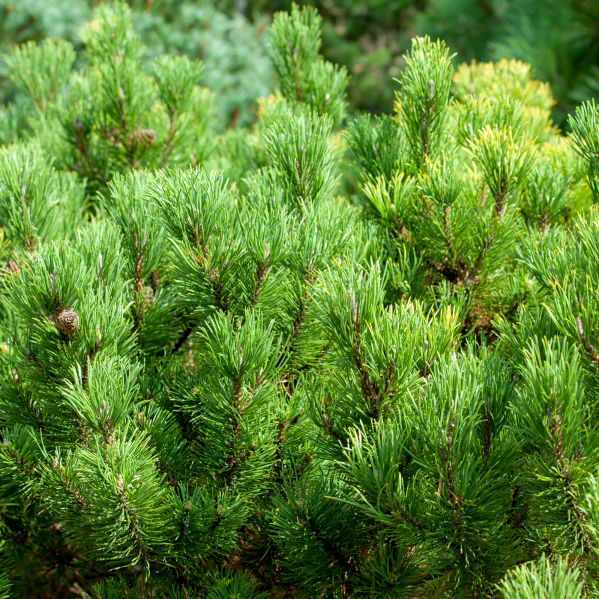 Berg-Kiefer 'Carsten's Wintergold' (Pinus mugo 'Carsten's Wintergold') - Grün - immergrün - winterhart | Bild 1