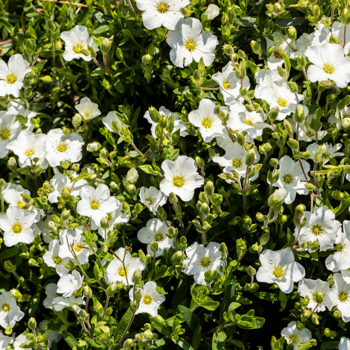 Berg-Sandkraut (Arenaria montana) - Weiß - winterhart | Bild 1