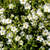Berg-Sandkraut (Arenaria montana) - Weiß - winterhart | Bild 1