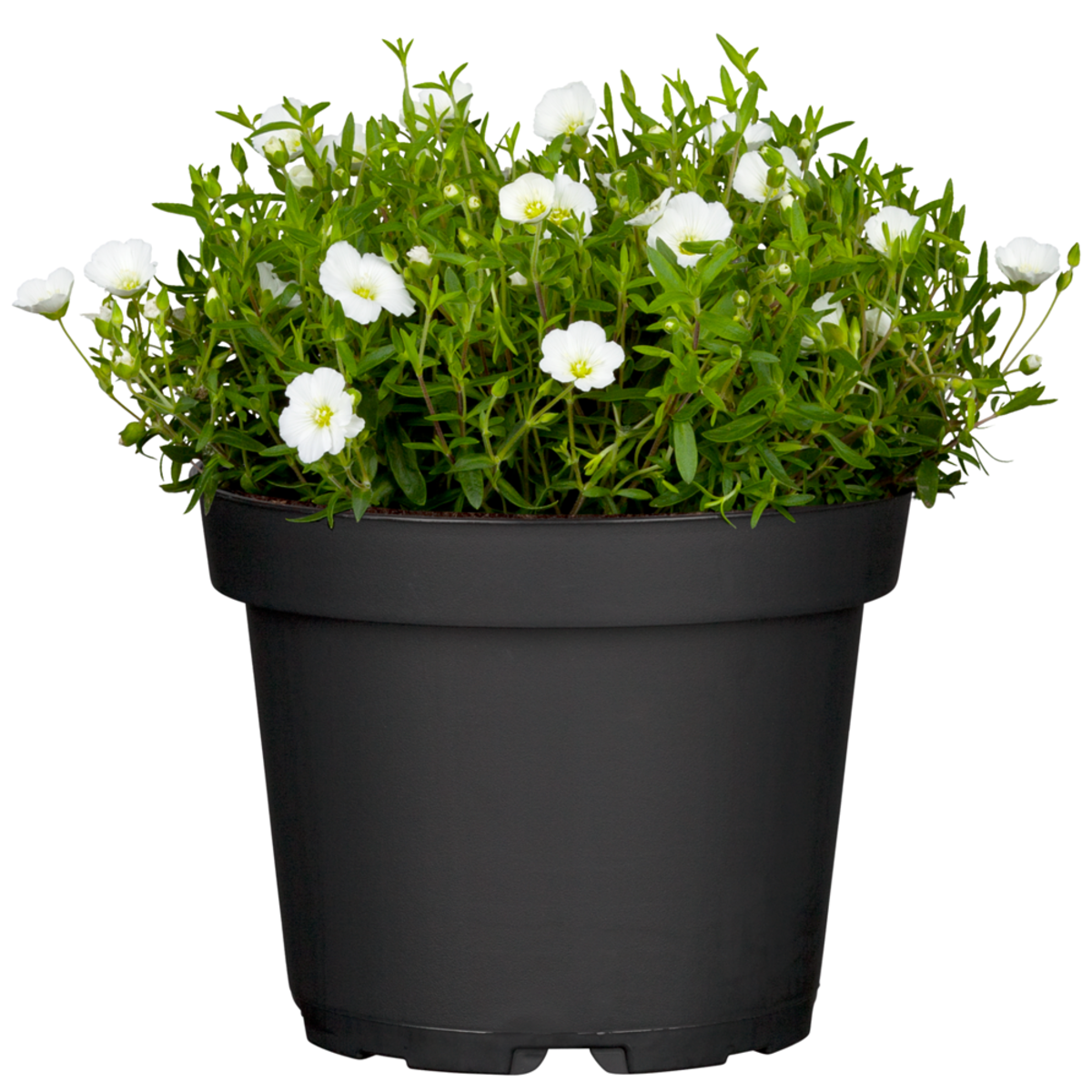 Berg-Sandkraut (Arenaria montana) - Weiß - winterhart | Bild 2