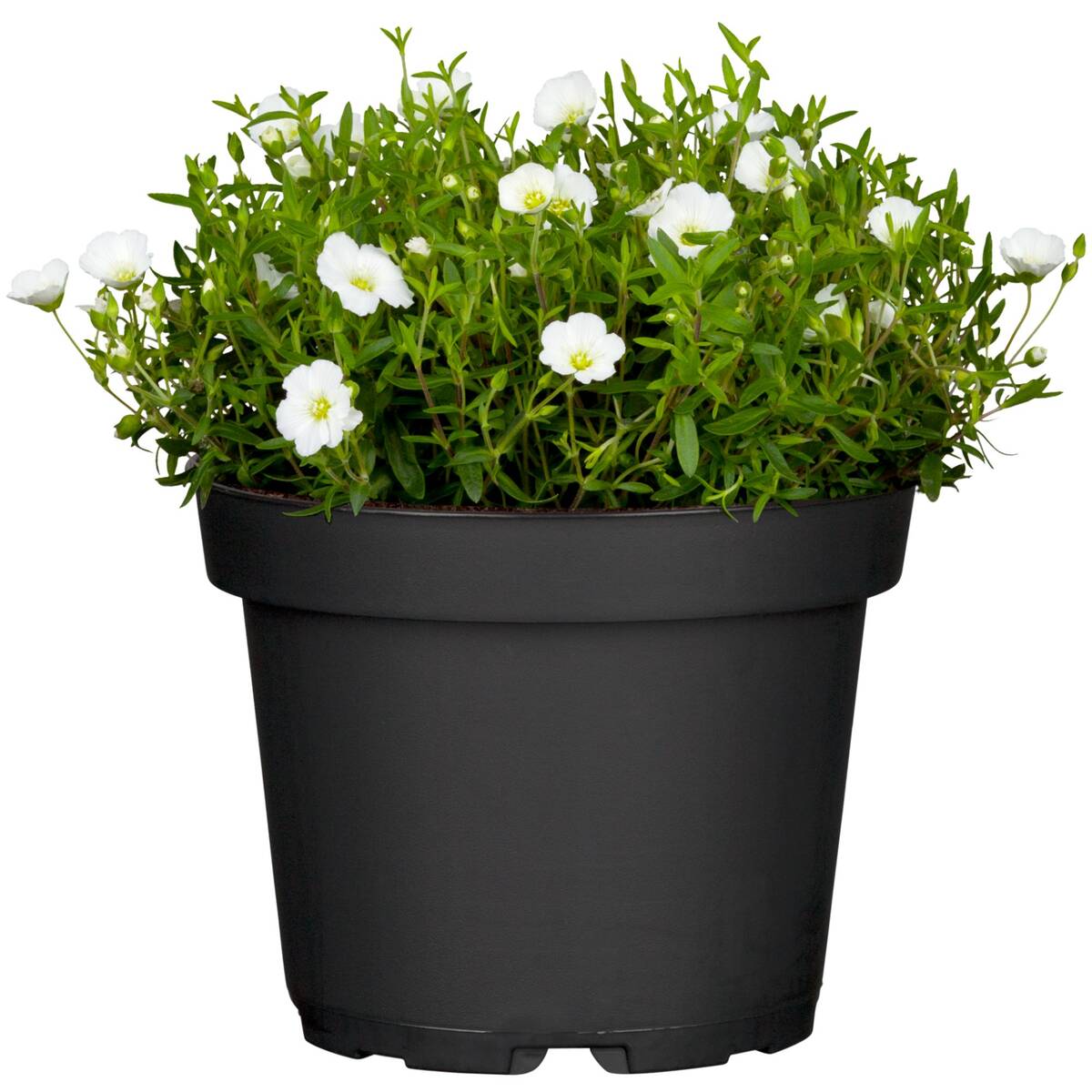 Berg-Sandkraut (Arenaria montana) - Weiß - winterhart | Bild 1