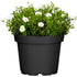 Berg-Sandkraut (Arenaria montana) - Weiß - winterhart | Bild 1