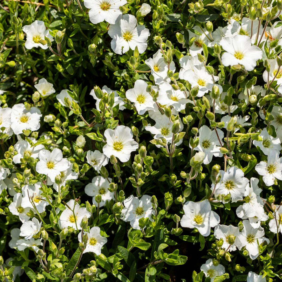 Berg-Sandkraut (Arenaria montana) - Weiß - winterhart | Bild 2