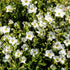 Berg-Sandkraut (Arenaria montana) - Weiß - winterhart | Bild 2
