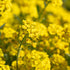 Berg-Steinkraut 'Berggold' (Alyssum montanum 'Berggold') - Gelb - winterhart - bienenfreundlich | Bild 1