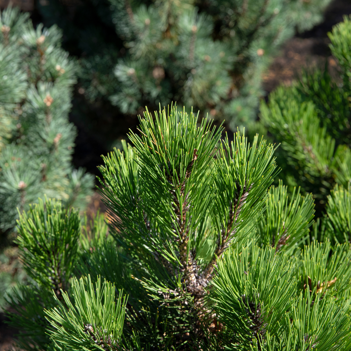 Bergkiefer 'Mughus' (Pinus mugo 'Mughus') - Grün - immergrün - winterhart | Bild 3