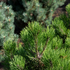 Bergkiefer 'Mughus' (Pinus mugo 'Mughus') - Grün - immergrün - winterhart | Bild 3