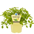 Bio Bananenminze (Mentha arvensis) - Grün - winterhart | Bild 2
