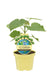 Bio-CO2-Klimabaum Kiri-Baum (Paulownia fortunei 'xP. Tomentosa') - Grün - winterhart | Bild 1