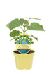 Bio-CO2-Klimabaum Kiri-Baum (Paulownia fortunei 'xP. Tomentosa') - Grün - winterhart | Bild 1