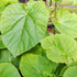Bio-CO2-Klimabaum Kiri-Baum (Paulownia fortunei 'xP. Tomentosa') - Grün - winterhart | Bild 2