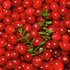 Bio Cranberry (Vaccinium macrocarpon) - Grün - winterhart | Bild 1