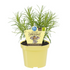 Bio Currykraut (Helichrysum angustifolia) - Grün | Bild 2
