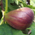 Bio Feige (Ficus carica 'Brown Turkey') - Grün | Bild 1
