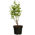 Bio Felsenbirne 'Smoky®' (Amelanchier alnifolia 'Smoky®') - Weiß - sommergrün - winterhart | Bild 2