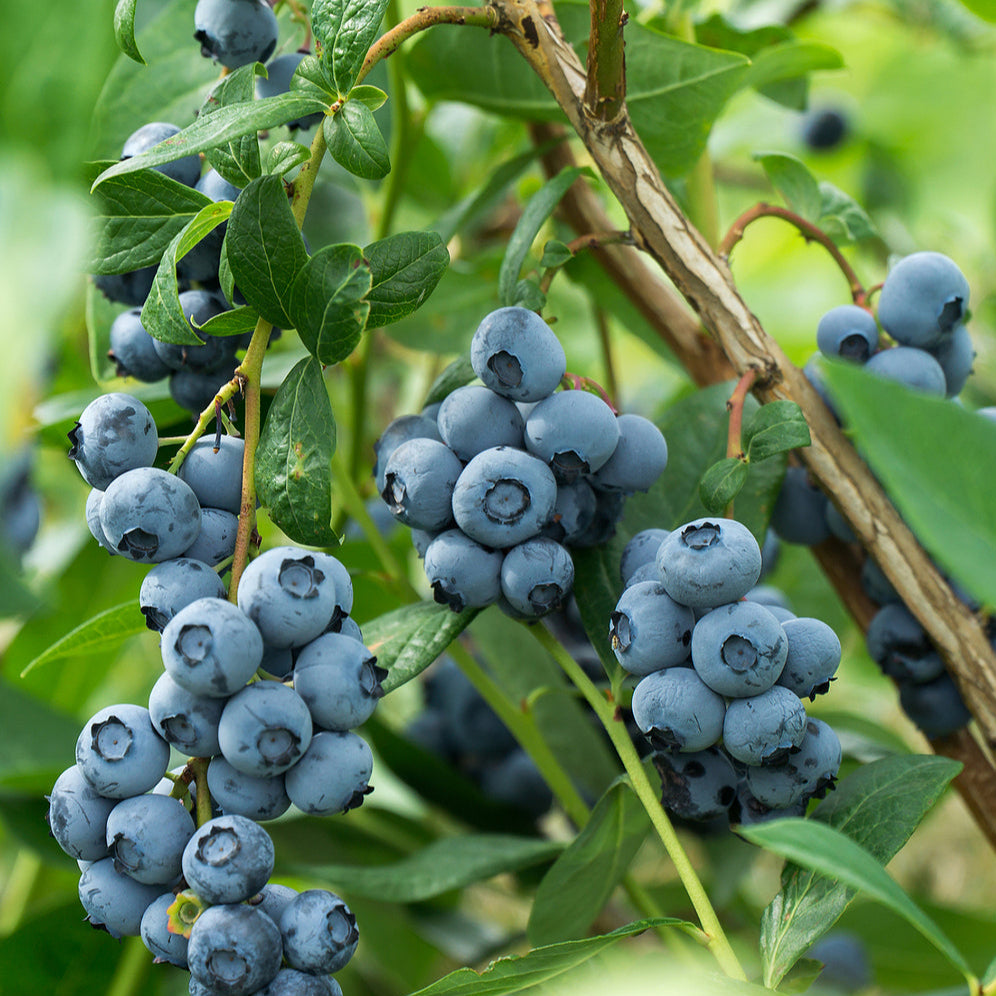 Bio Heidelbeere 'Reka®' (Vaccinium corymbosum 'Reka®') - Weiß - sommergrün - winterhart | Bild 1