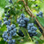 Bio Heidelbeere 'Reka®' (Vaccinium corymbosum 'Reka®') - Weiß - sommergrün - winterhart | Bild 1