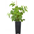 Bio Himbeere 'Maling Promise' (Rubus idaeus 'Maling Promise') - Weiß - sommergrün - winterhart | Bild 2