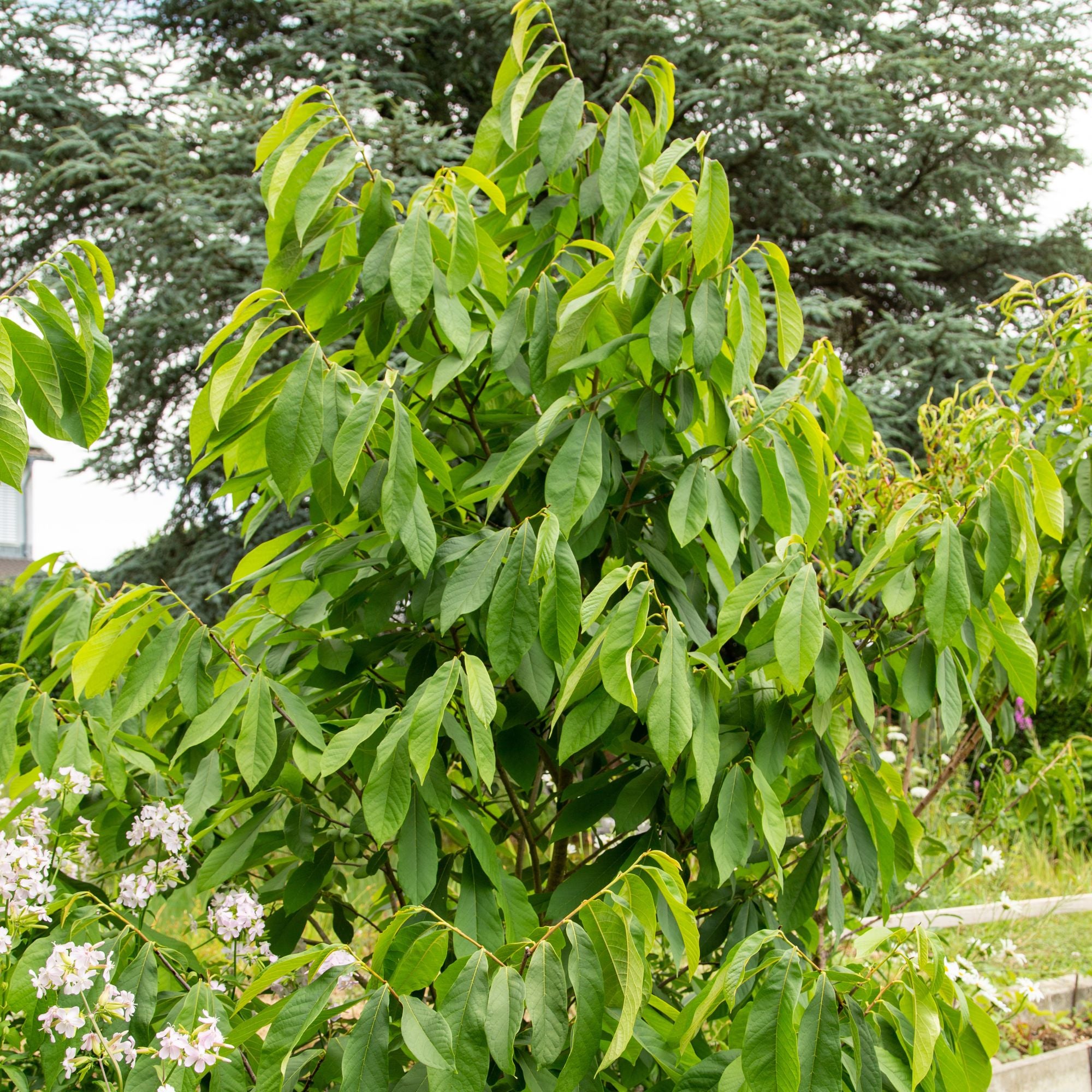 Bio Indianerbanane (Asimina triloba) - Rot - sommergrün - winterhart | Bild 3