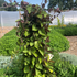 Bio Käsekraut (Paederia lanuginosa) - Grün | Bild 1