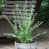 Bio Kaugummistrauch (Lippia polystacha) - Grün | Bild 1