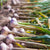 Bio Knoblauch (Allium sativum) - Grün - winterhart | Bild 1