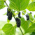 Bio Maulbeere 'Mulle' (Morus alba 'Mulle') - Weiß - sommergrün - winterhart | Bild 1