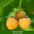 Bio-Obst Himbeere 'Fallgold' und 'Aromaqueen' 2er Set - Bunt - winterhart | Bild 2