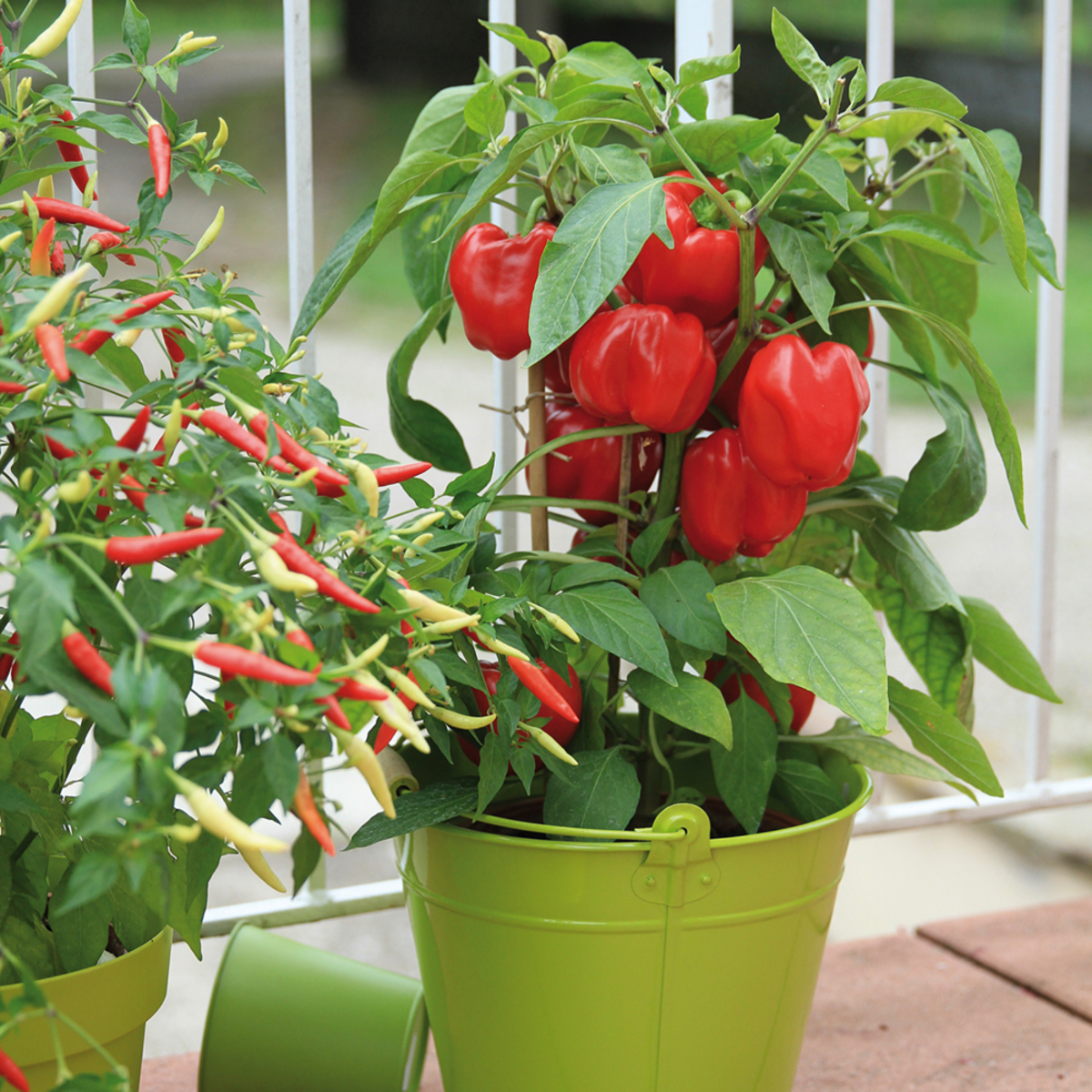 Bio Paprika rot 'Popti' (Cpasicum annuum) - Grün | Bild 3
