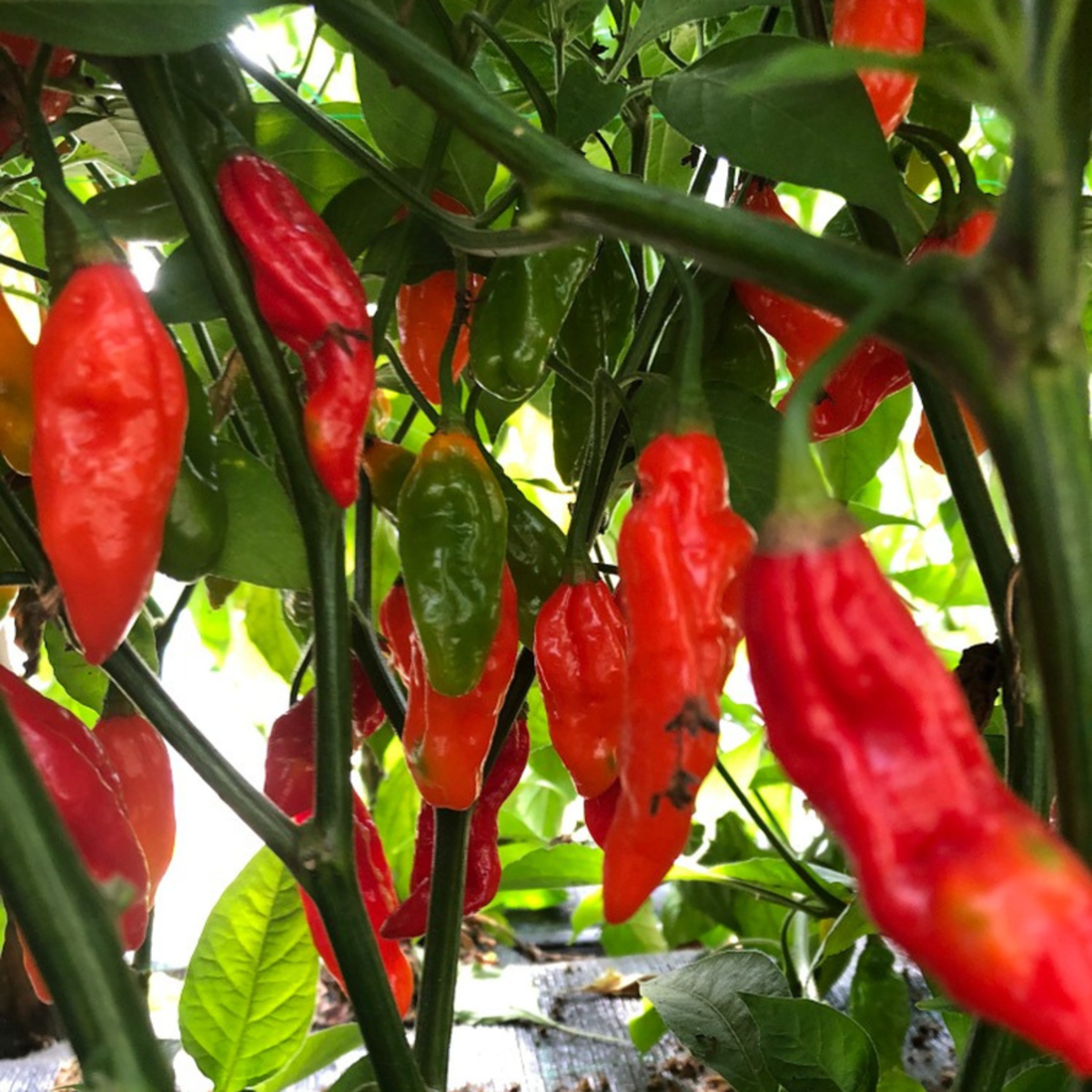 Bio Salsa-Chili 'Jolokia' (Capsicum chinense) - Grün | Bild 1