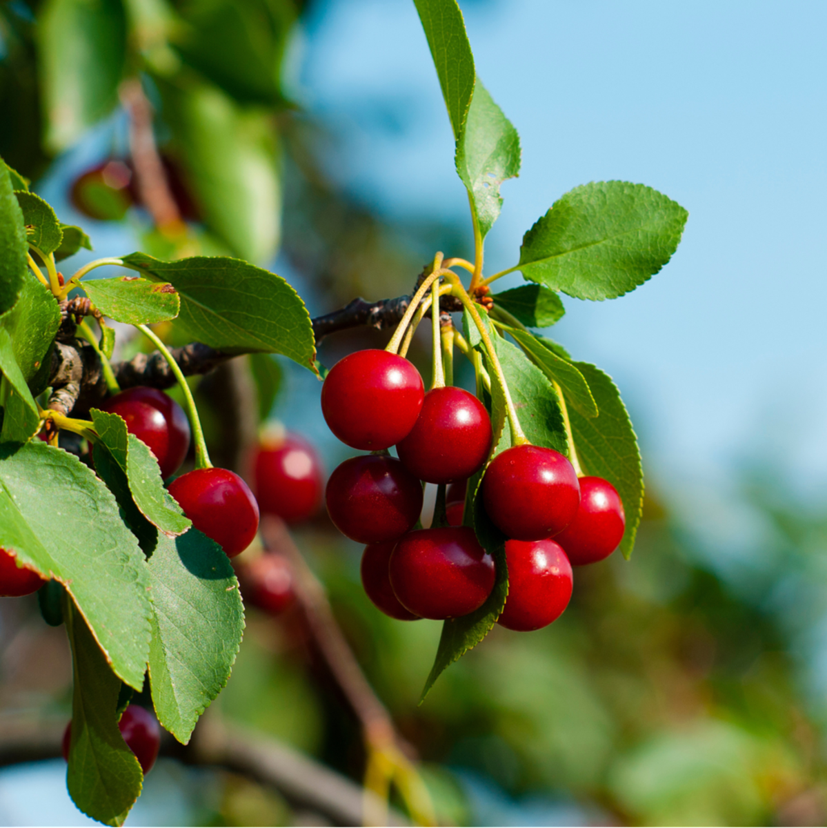 Bio Sauerkirsche 'Morellenfeuer' (Prunus cerasus 'Morellenfeuer') - Weiß - sommergrün - winterhart | Bild 1