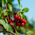 Bio Sauerkirsche 'Morellenfeuer' (Prunus cerasus 'Morellenfeuer') - Weiß - sommergrün - winterhart | Bild 1