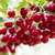 Bio Sauerkirsche 'Safir®' (Prunus cerasus 'Safir®') - Weiß - sommergrün - winterhart | Bild 1