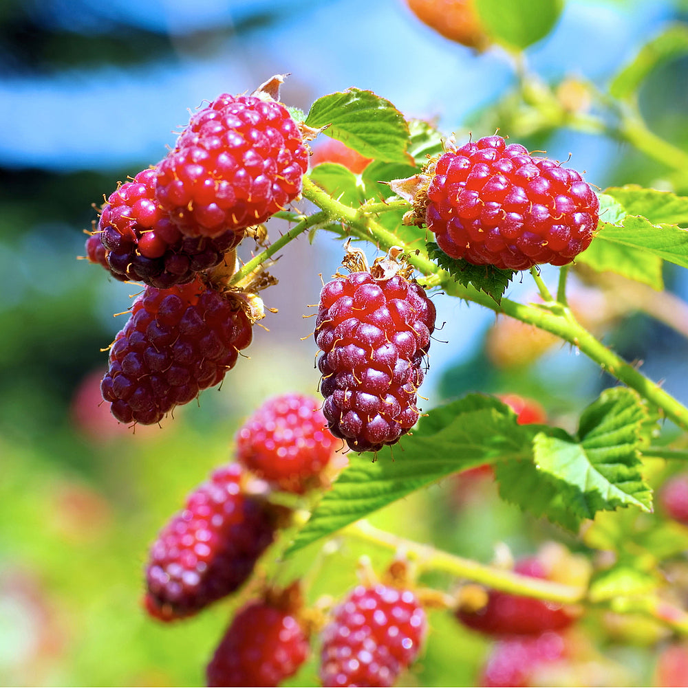 Bio Taybeere 'Tayberry' (Rubus fruticosus x idaeus 'Tayberry') - Weiß - sommergrün - winterhart | Bild 1