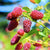Bio Taybeere 'Tayberry' (Rubus fruticosus x idaeus 'Tayberry') - Weiß - sommergrün - winterhart | Bild 1