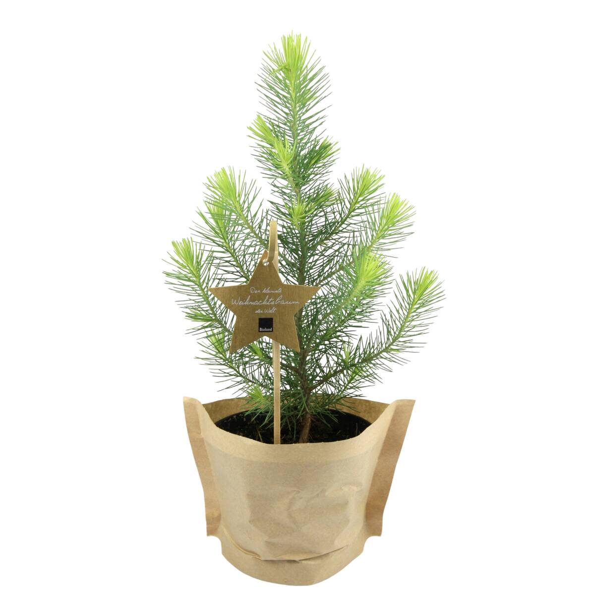 Bio Weihnachts-Pinien  - Grün | Bild 1