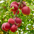 Bio-Zwergobst Apfel & Birne, 2er-Set - Rosa - winterhart - bienenfreundlich | Bild 2