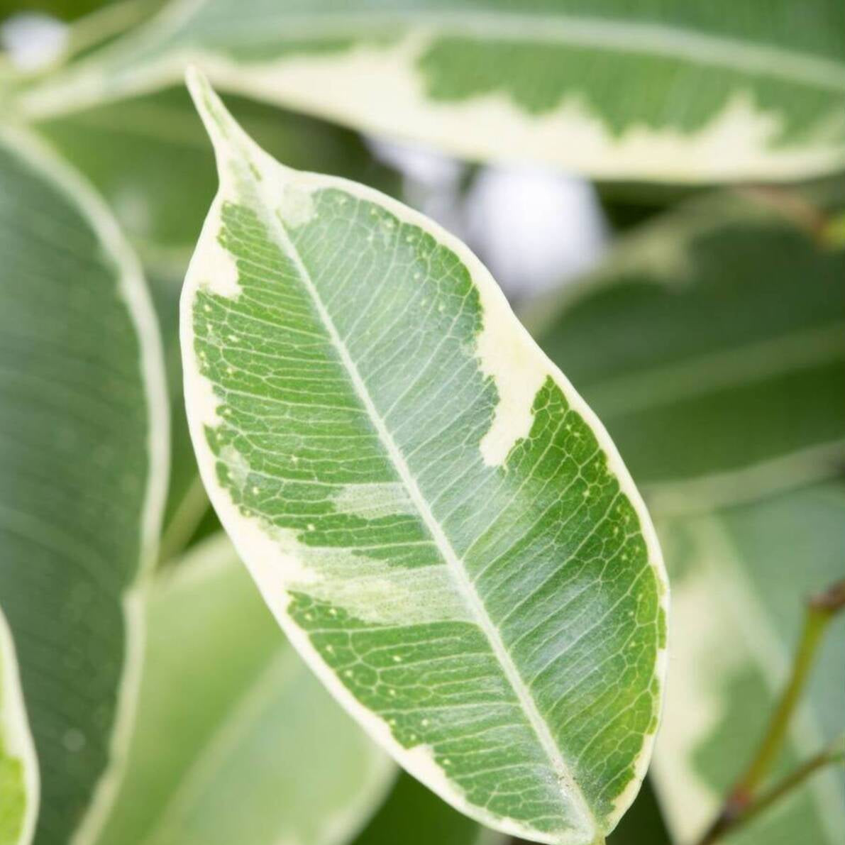 Birkenfeige (Ficus benjamina) - Grün - immergrün | Bild 2