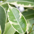 Birkenfeige (Ficus benjamina) - Grün - immergrün | Bild 2
