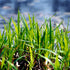 Blaubinse (Juncus inflexus) - Grün - sommergrün - winterhart | Bild 3