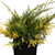 Blauer Zwerg-Wacholder 'Golden Soucer' (Juniperus squamata 'Blue Star') - Grün - winterhart | Bild 1