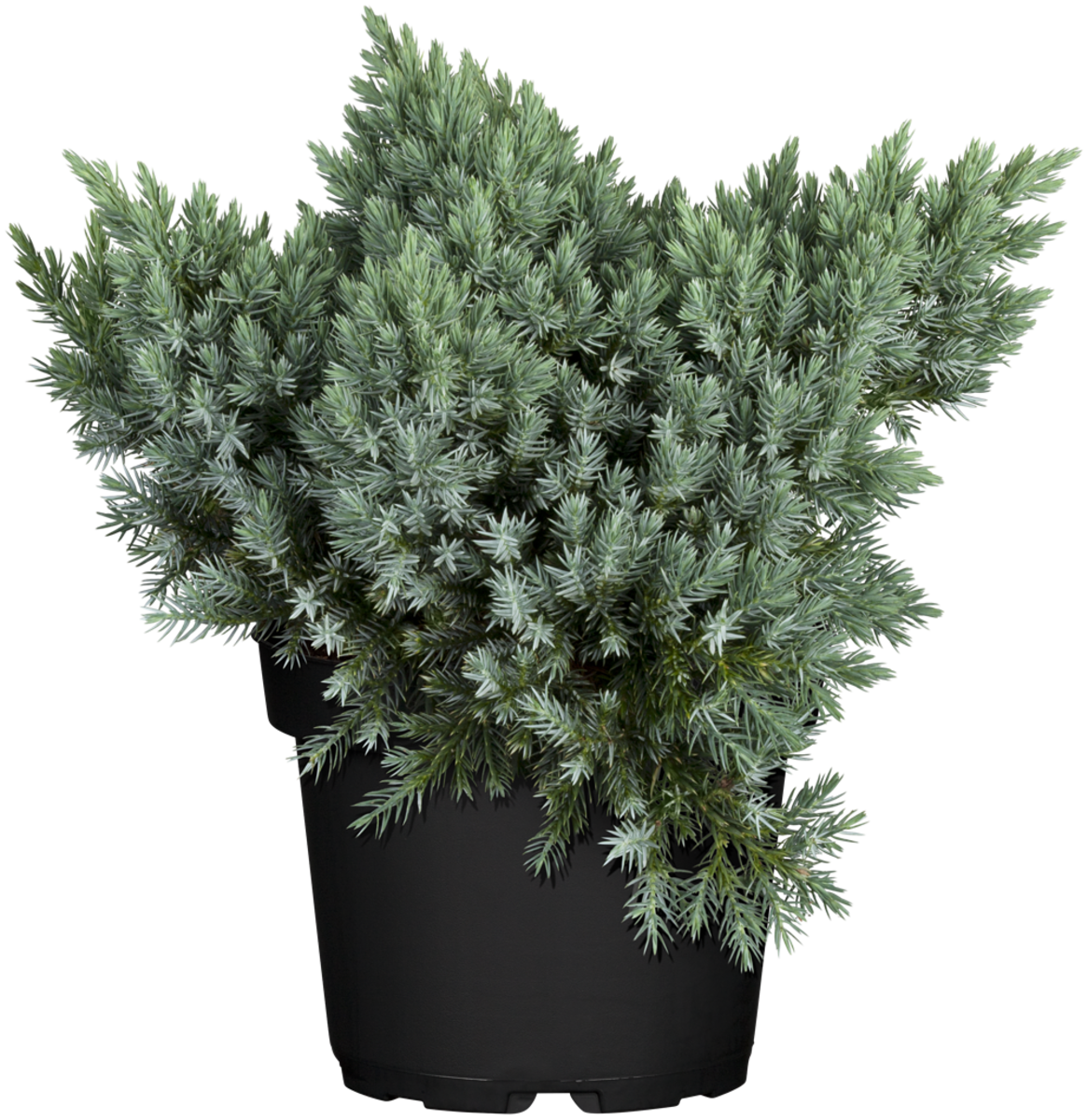 Blauer Zwergwachholder 'Blue Star' (Juniperus squamata 'Blue Star') - Blau - winterhart | Bild 1