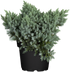 Blauer Zwergwachholder 'Blue Star' (Juniperus squamata 'Blue Star') - Blau - winterhart | Bild 1
