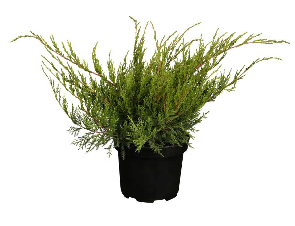 Blauer Zwergwachholder "Mint Julep" (Juniperus media 'Mint Julep') - Grün - winterhart | Bild 1