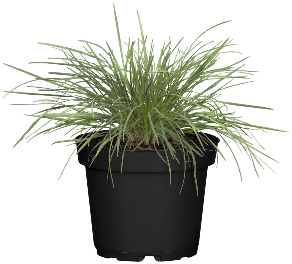 Blaugrünes Schillergras 'Coolio' (Koeleria glauca 'Coolio') - Weiß - winterhart | Bild 1