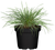 Blaugrünes Schillergras 'Coolio' (Koeleria glauca 'Coolio') - Weiß - winterhart | Bild 1