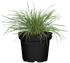 Blaugrünes Schillergras 'Coolio' (Koeleria glauca 'Coolio') - Weiß - winterhart | Bild 1
